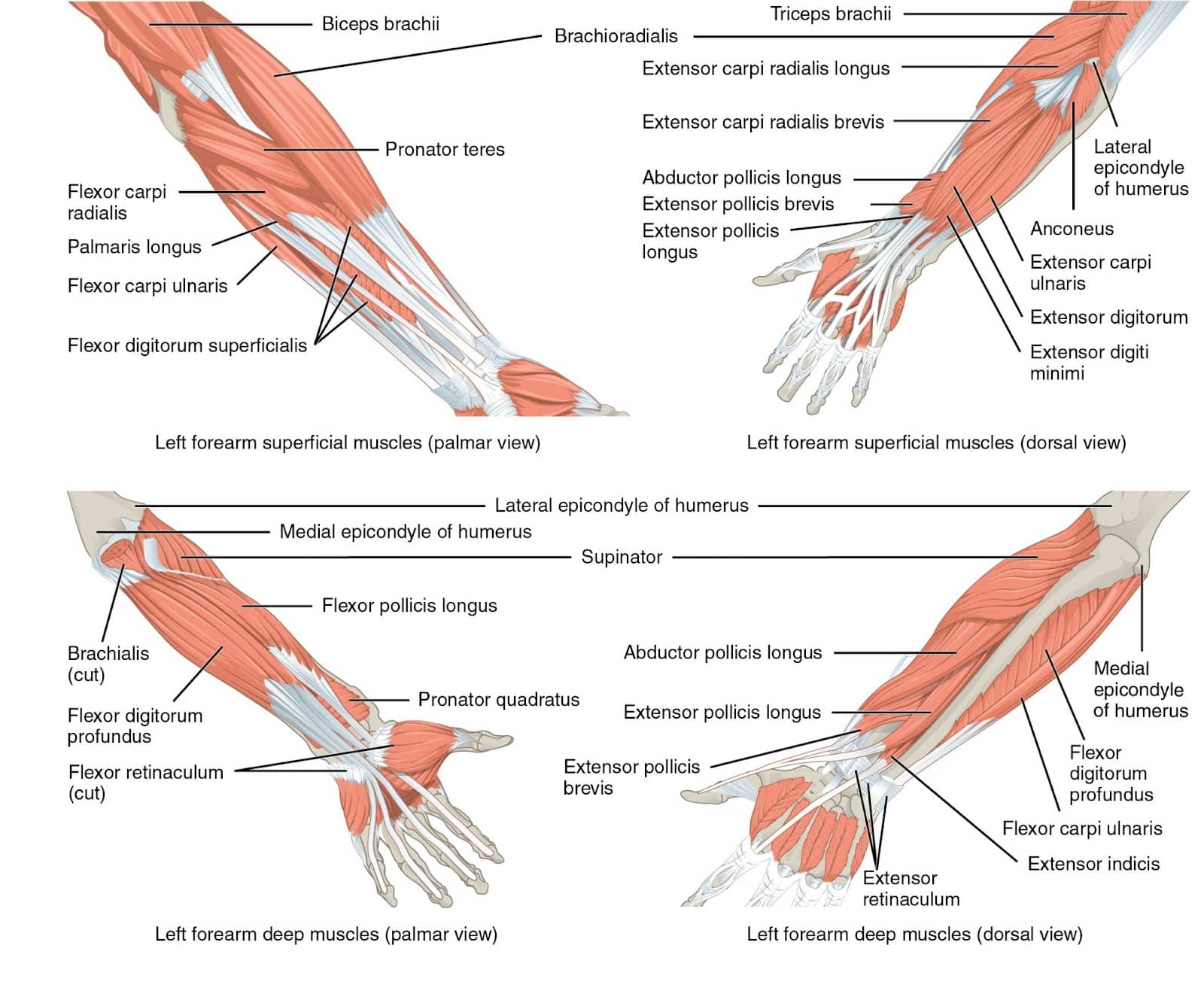 Forearm muscle anatomy