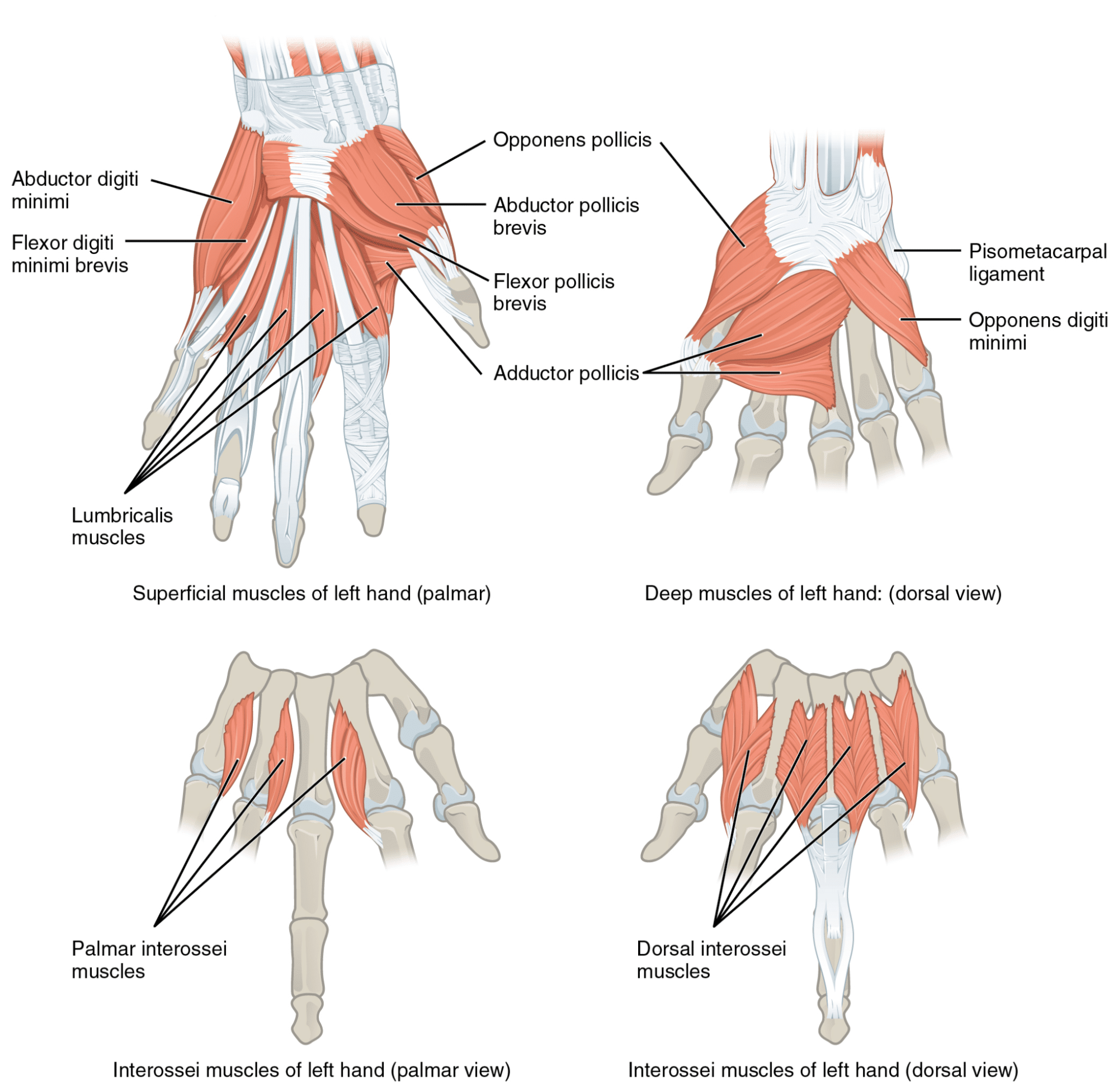 Intrinsic hand muscle anatomy
