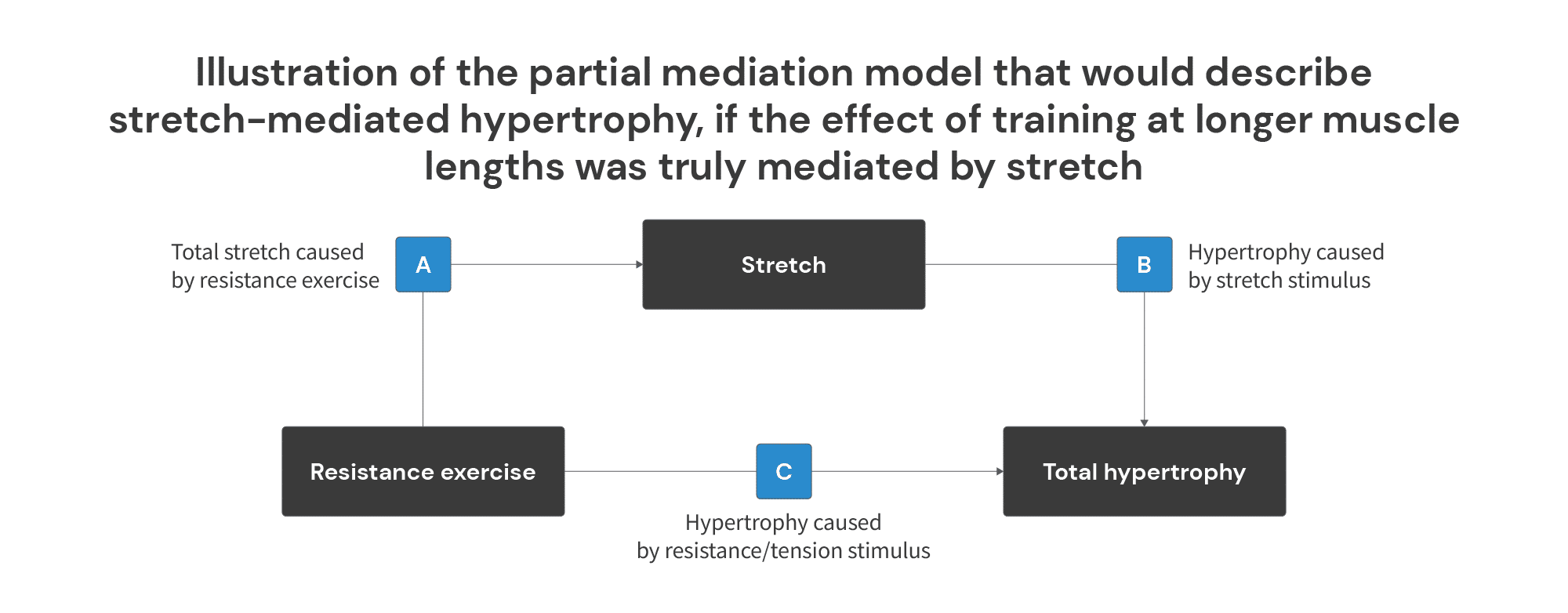 Illustration of the partial mediation model that would describe stretch-mediated hypertrophy