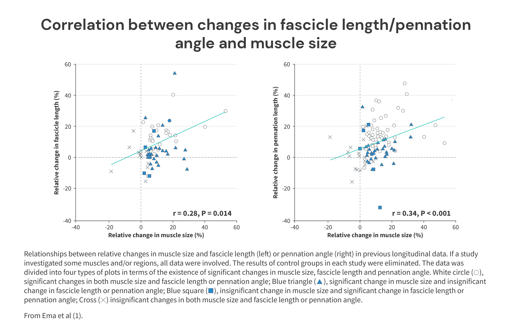 Correlation between changes in fascicle length / pennation angle and muscle size