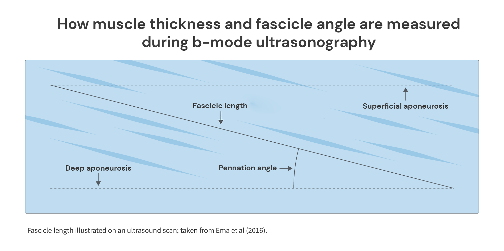 How muscle thickness and fascicle angle are measured during b-mode ultrasonography