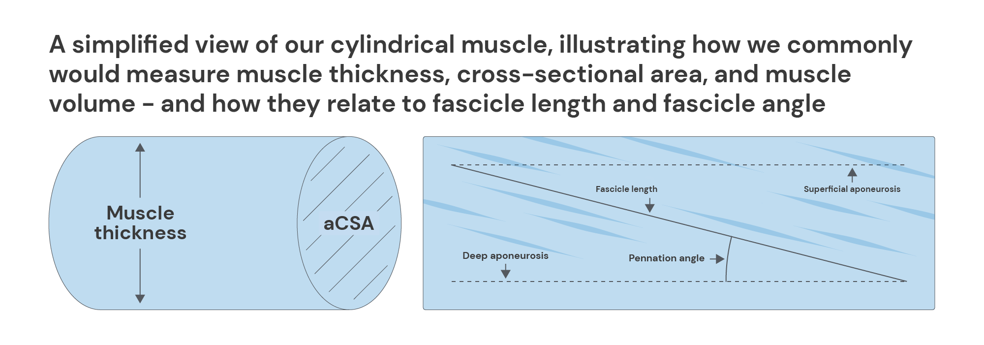 A simplified view of cylindrical muscle