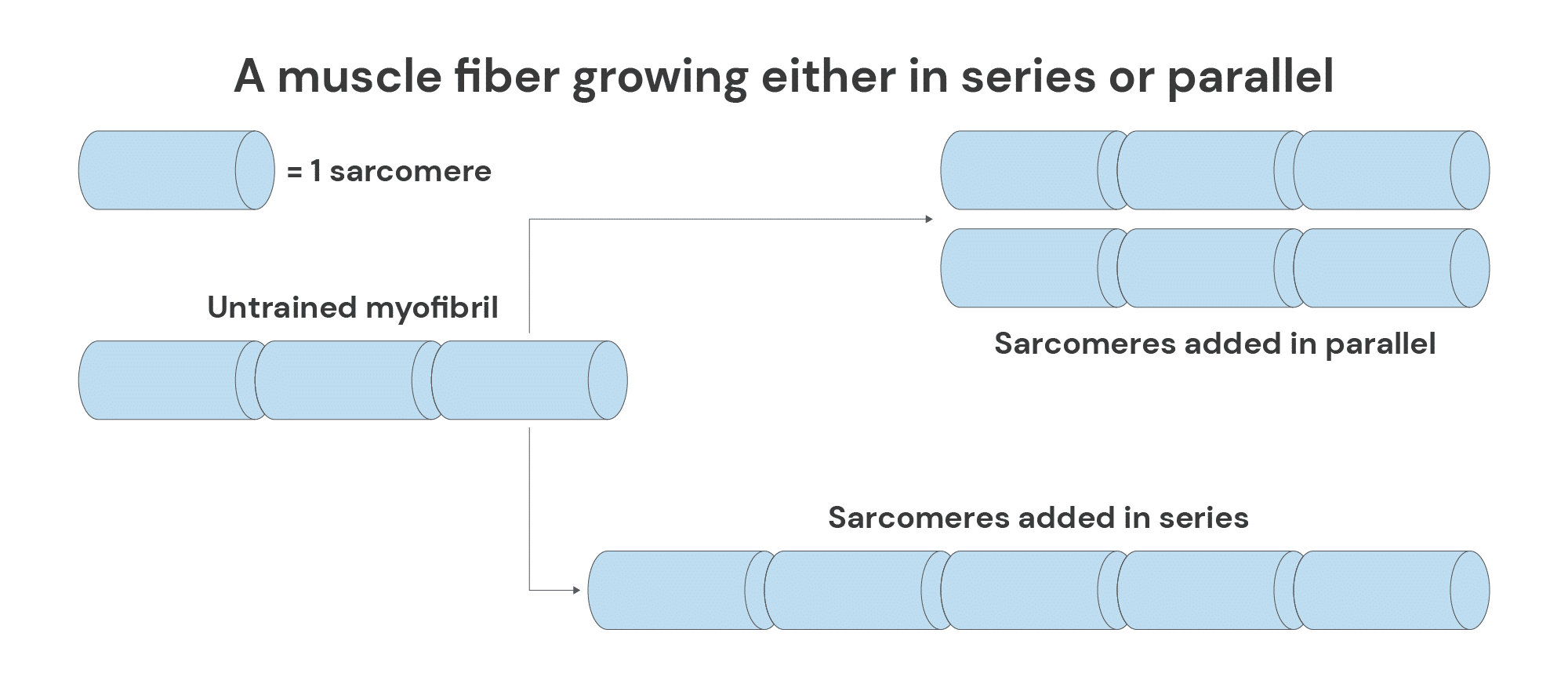 A muscle fiber growing either in series or parallel