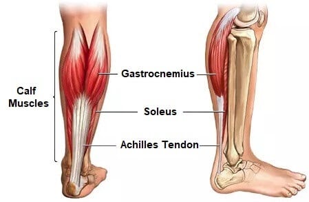 When the ankle is fully dorsiflexed and the knee fully extended, gastrocnemius stretch is maximised. 